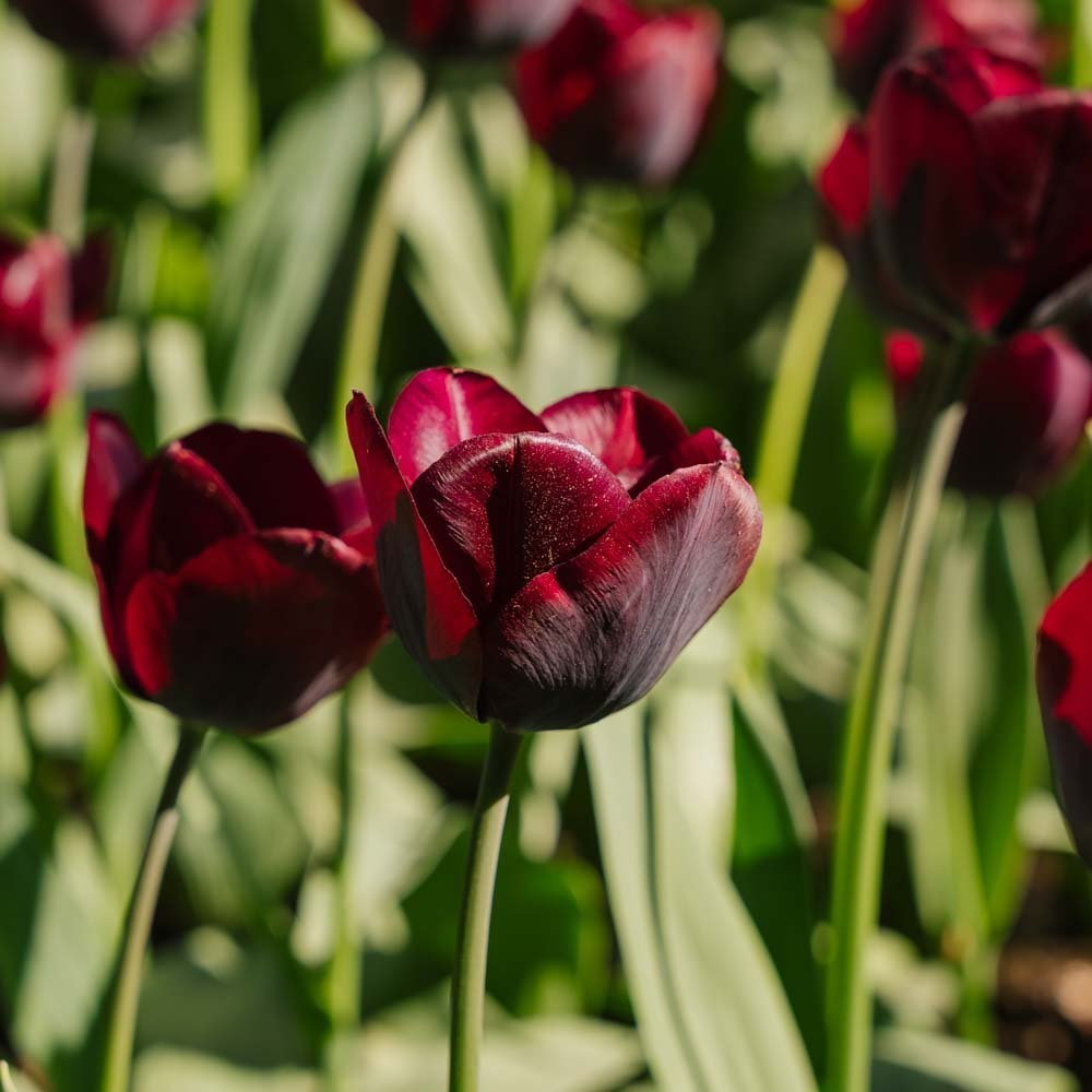 Tulp 'Ronaldo'