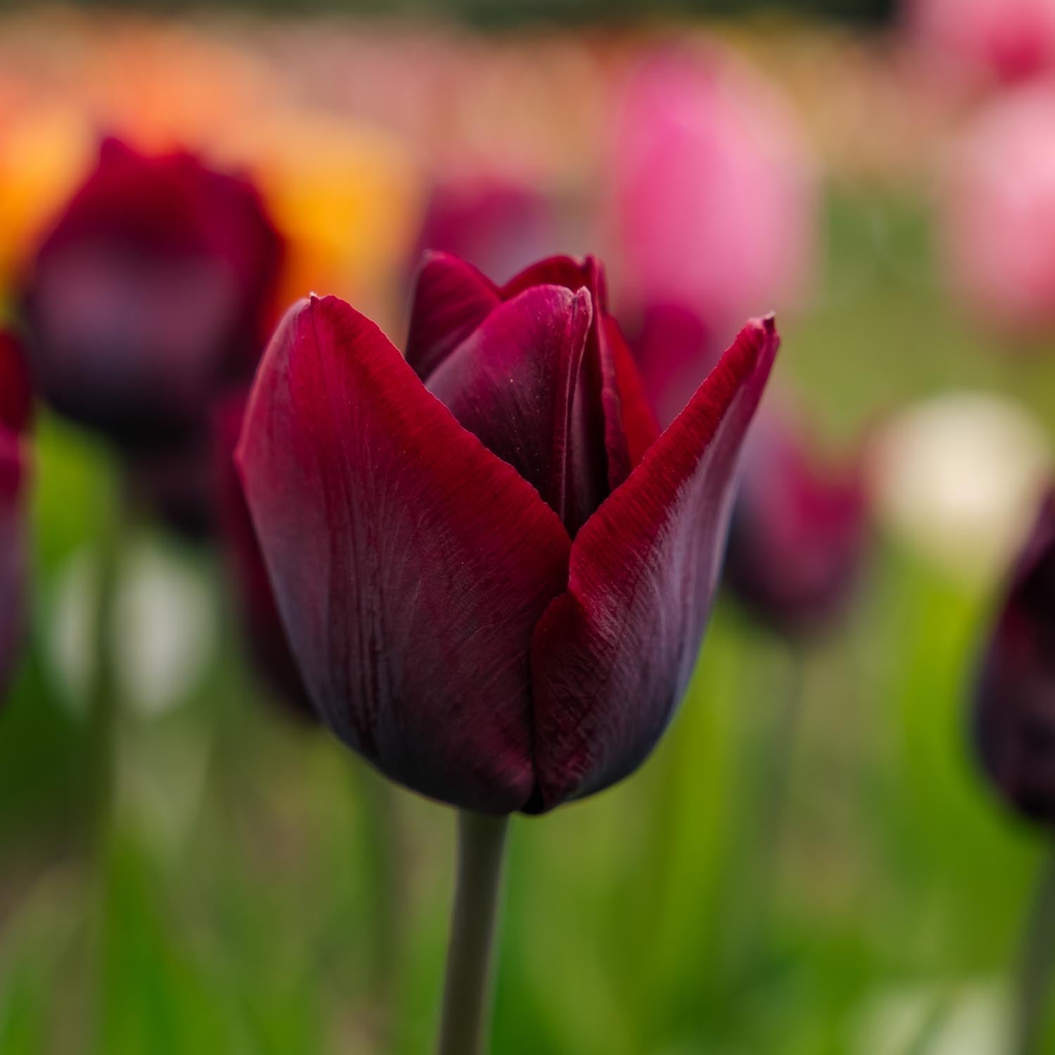 Tulp 'Ronaldo'