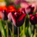 Tulp 'Ronaldo'