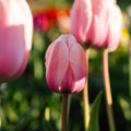 Tulp 'Salmon Impression'