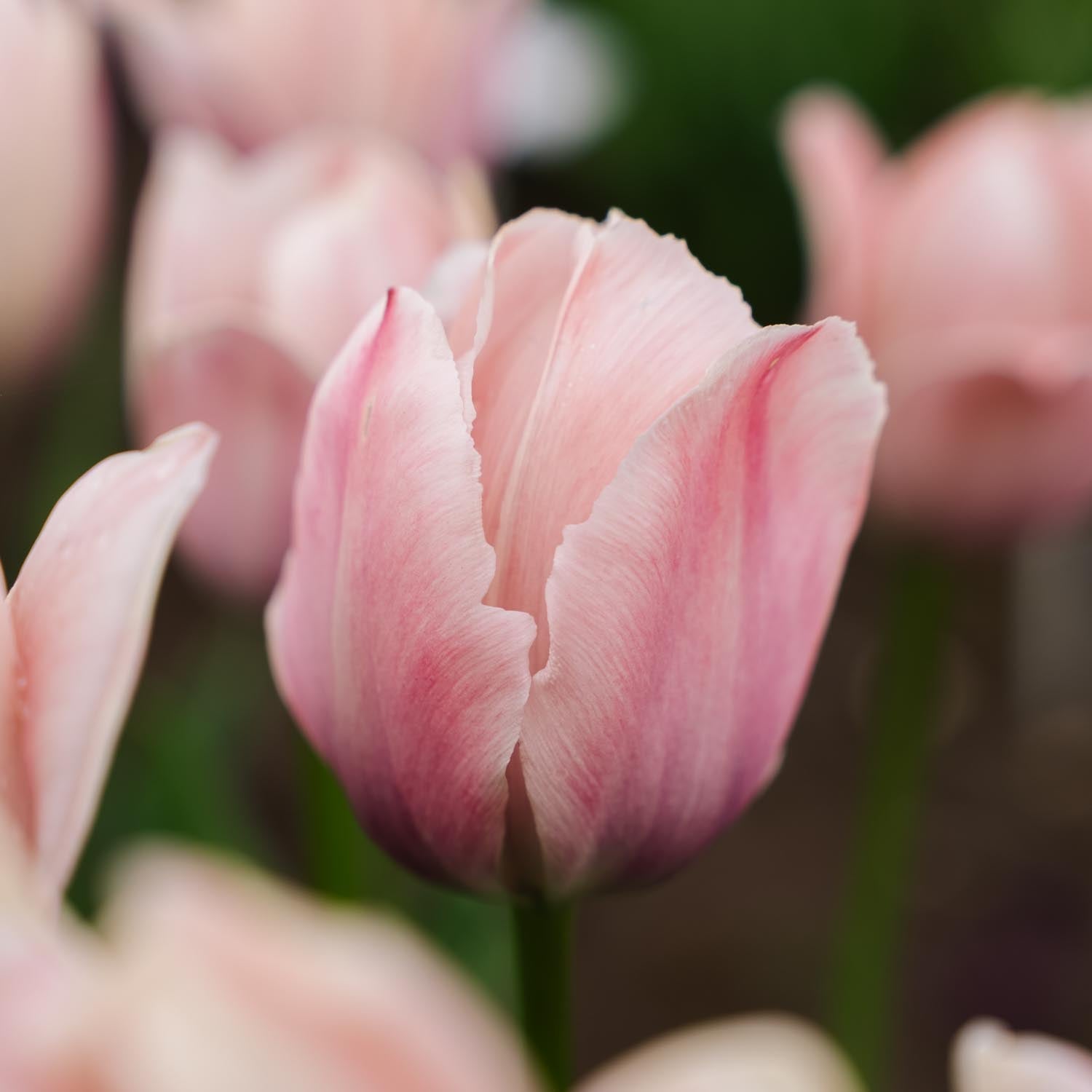 Tulp 'Salmon van Eijk'