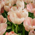 Tulp 'Salmon van Eijk'