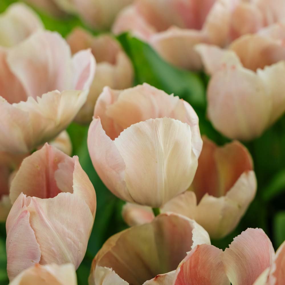 Tulp 'Salmon van Eijk'