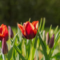 Tulp 'Slawa'