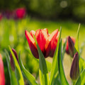 Tulp 'Slawa'