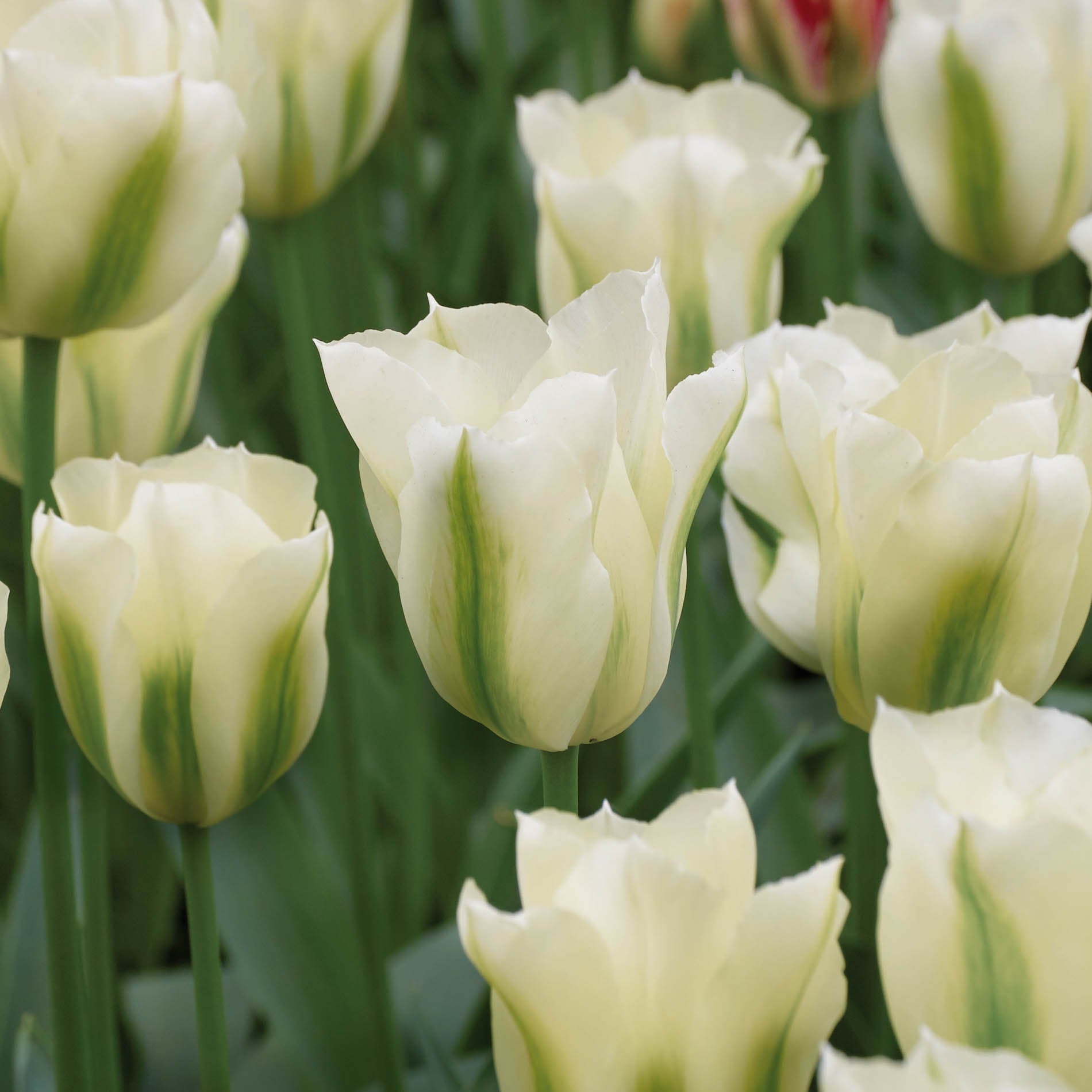 Tulp 'Spring Green'