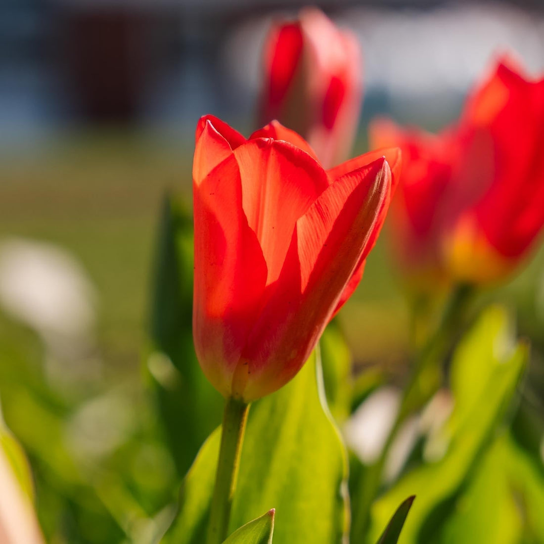 Tulp 'Spring Pearl'