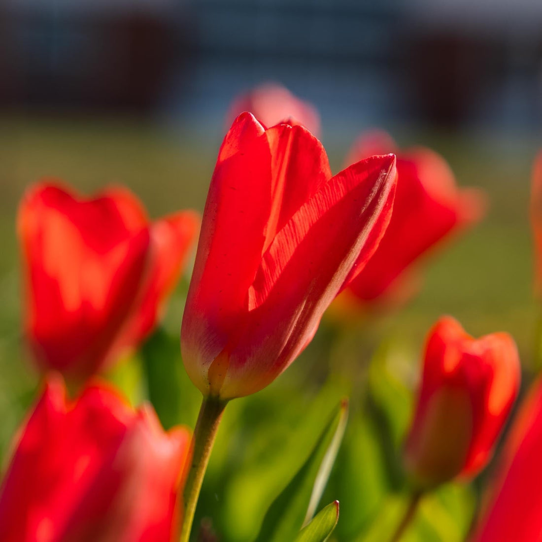 Tulp 'Spring Pearl'
