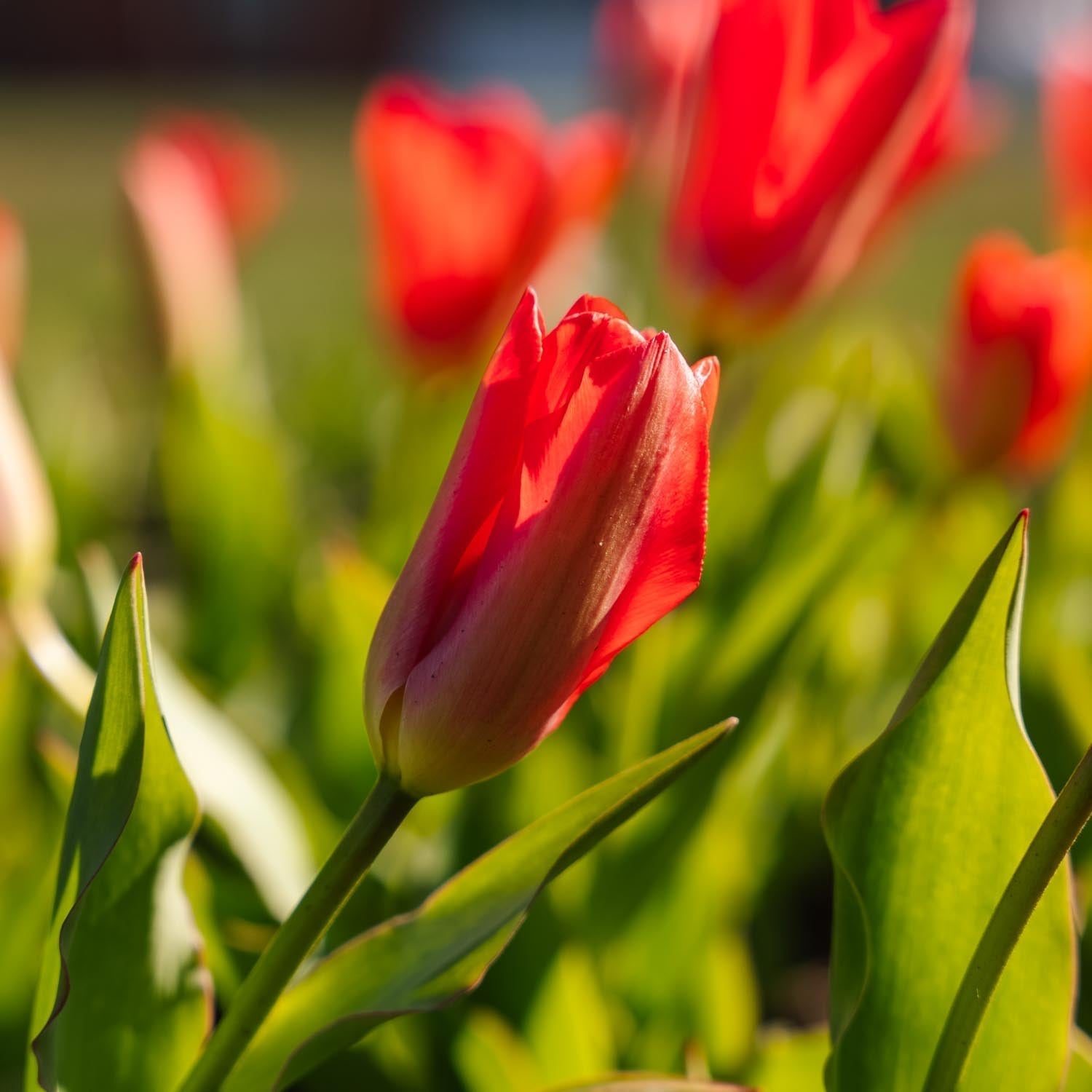 Tulp 'Spring Pearl'