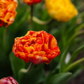 Tulp 'Sunlover'