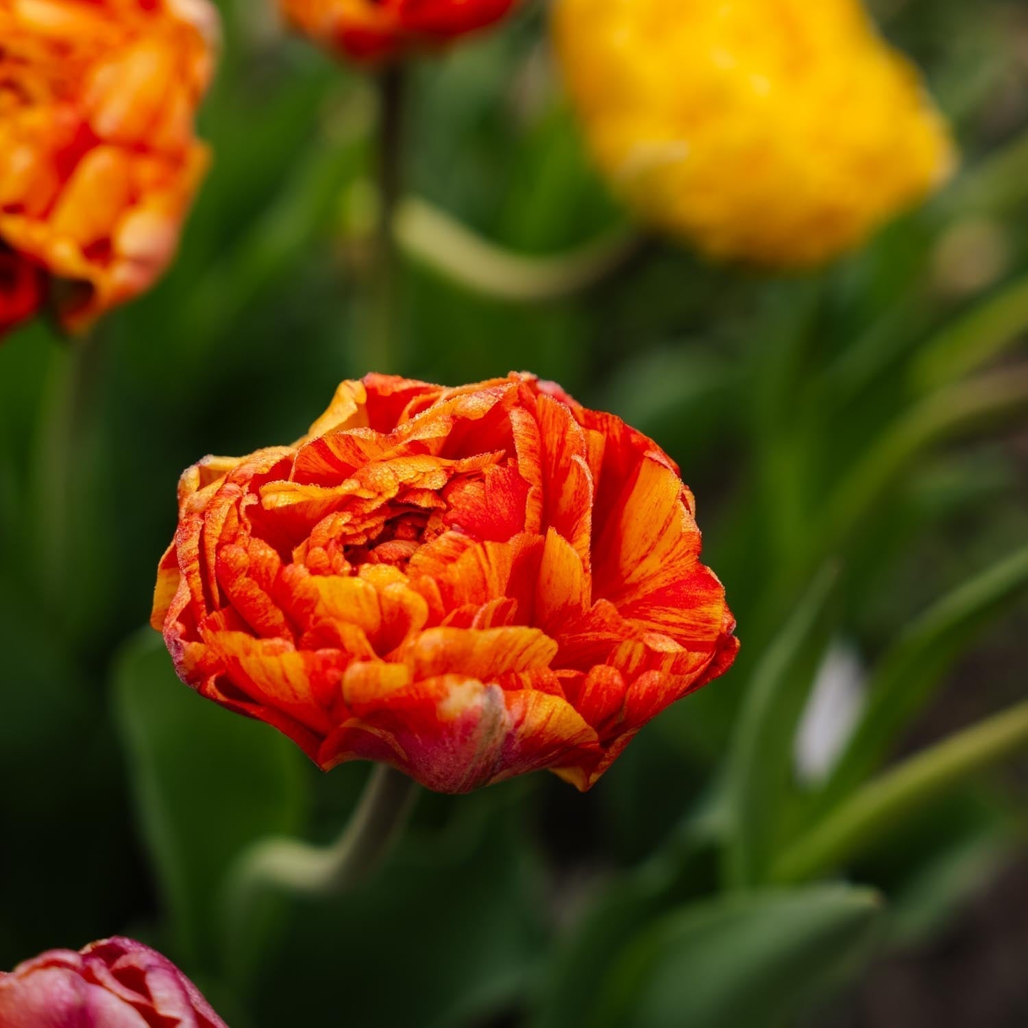 Tulp 'Sunlover'