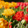 Tulp 'Sunlover'