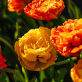 Tulp 'Sunlover'