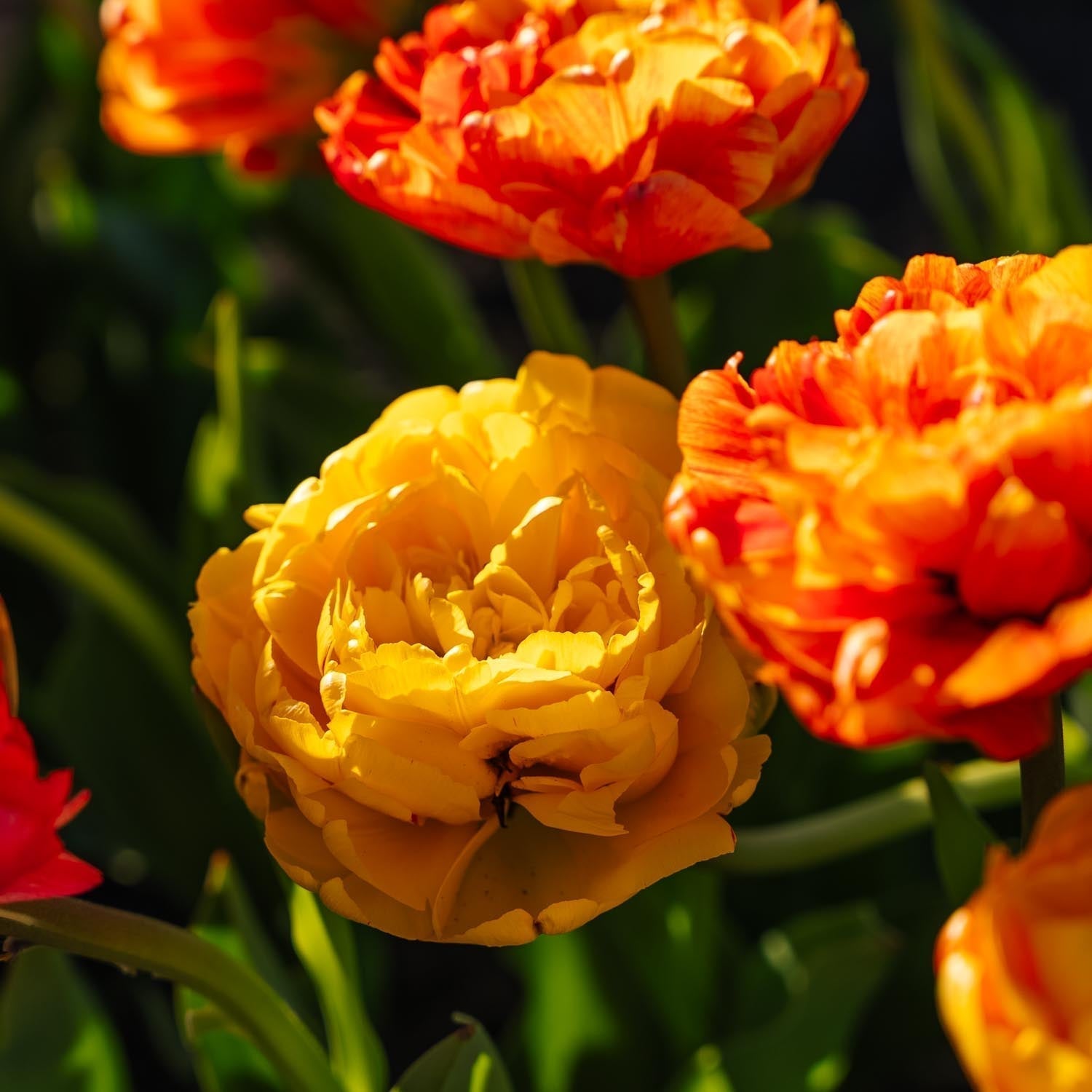 Tulp 'Sunlover'
