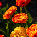 Tulp 'Sunlover'
