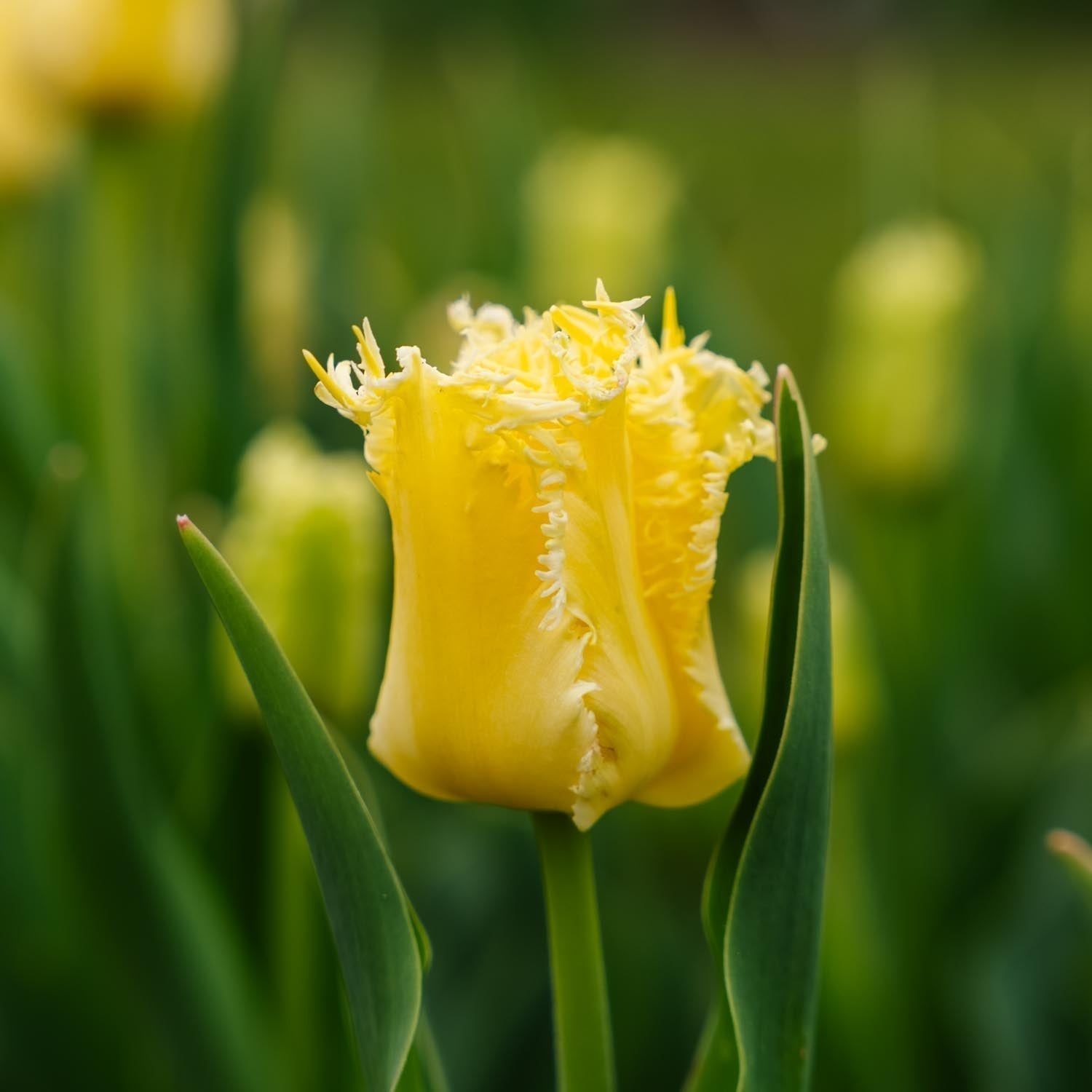 Tulp 'Sunny Time'