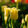 Tulp 'Sunny Time'