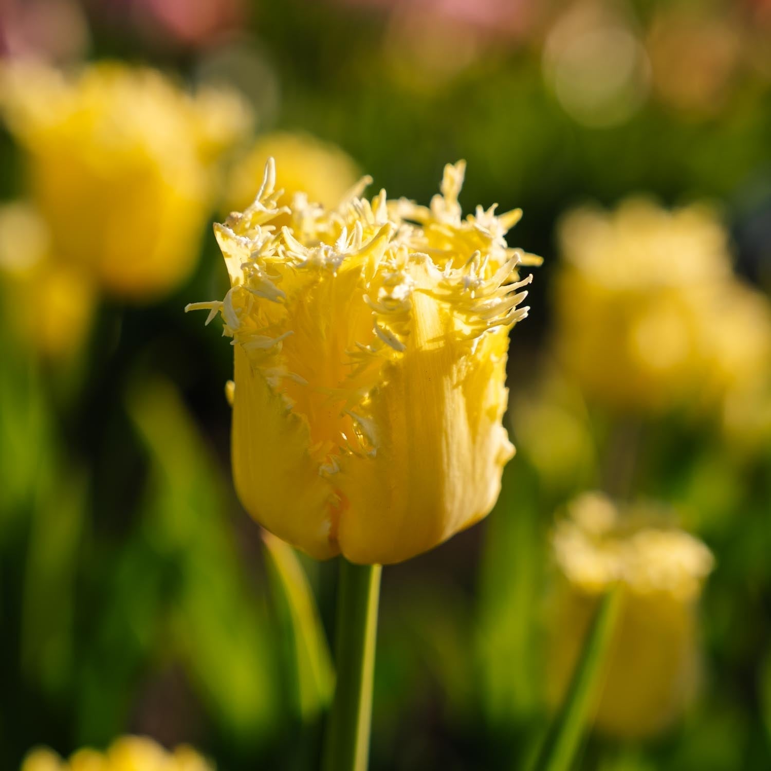 Tulp 'Sunny Time'