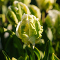 Tulp 'Super Parrot'