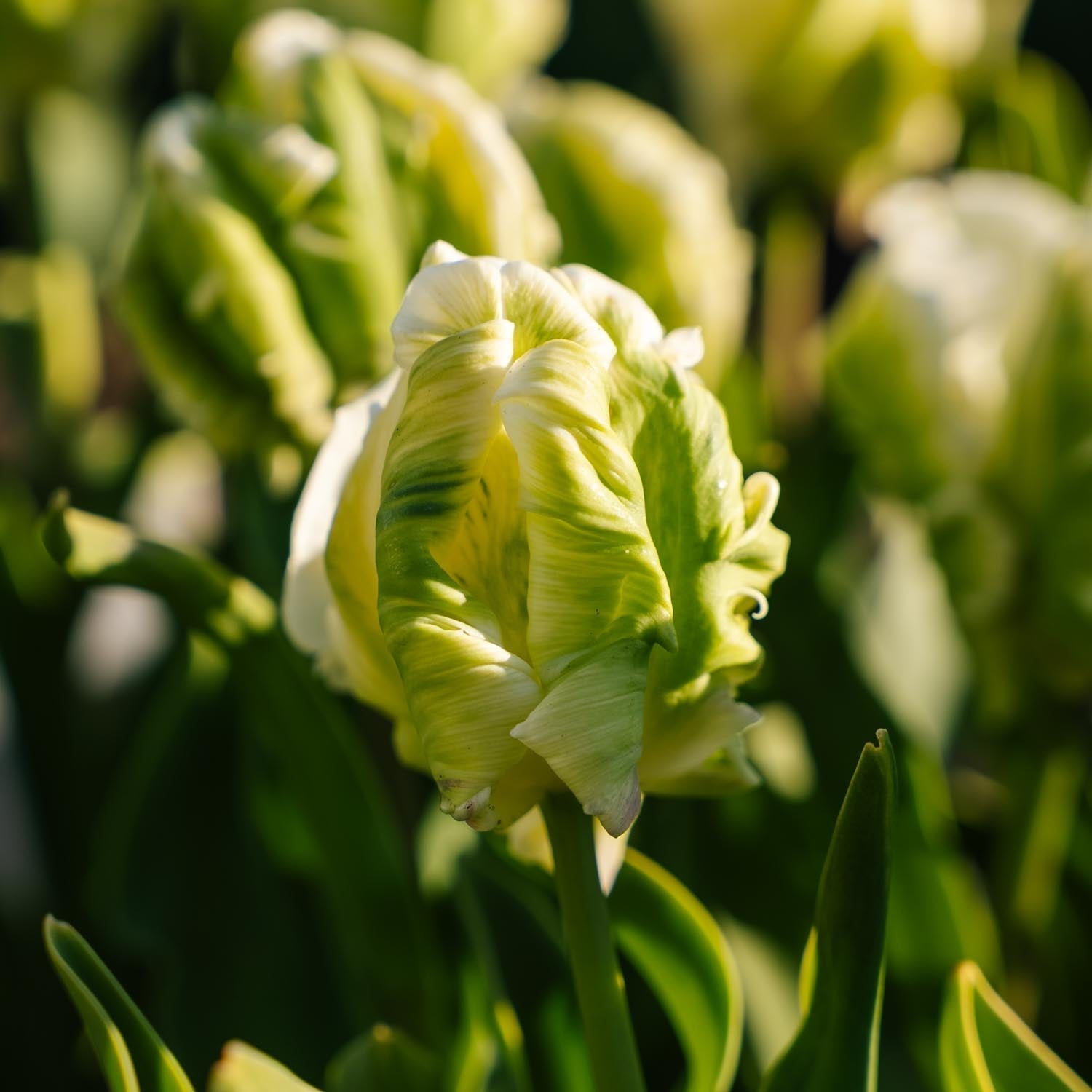Tulp 'Super Parrot'