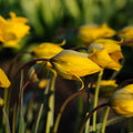 Tulp 'Sylvestris'