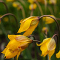 Tulp 'Sylvestris'