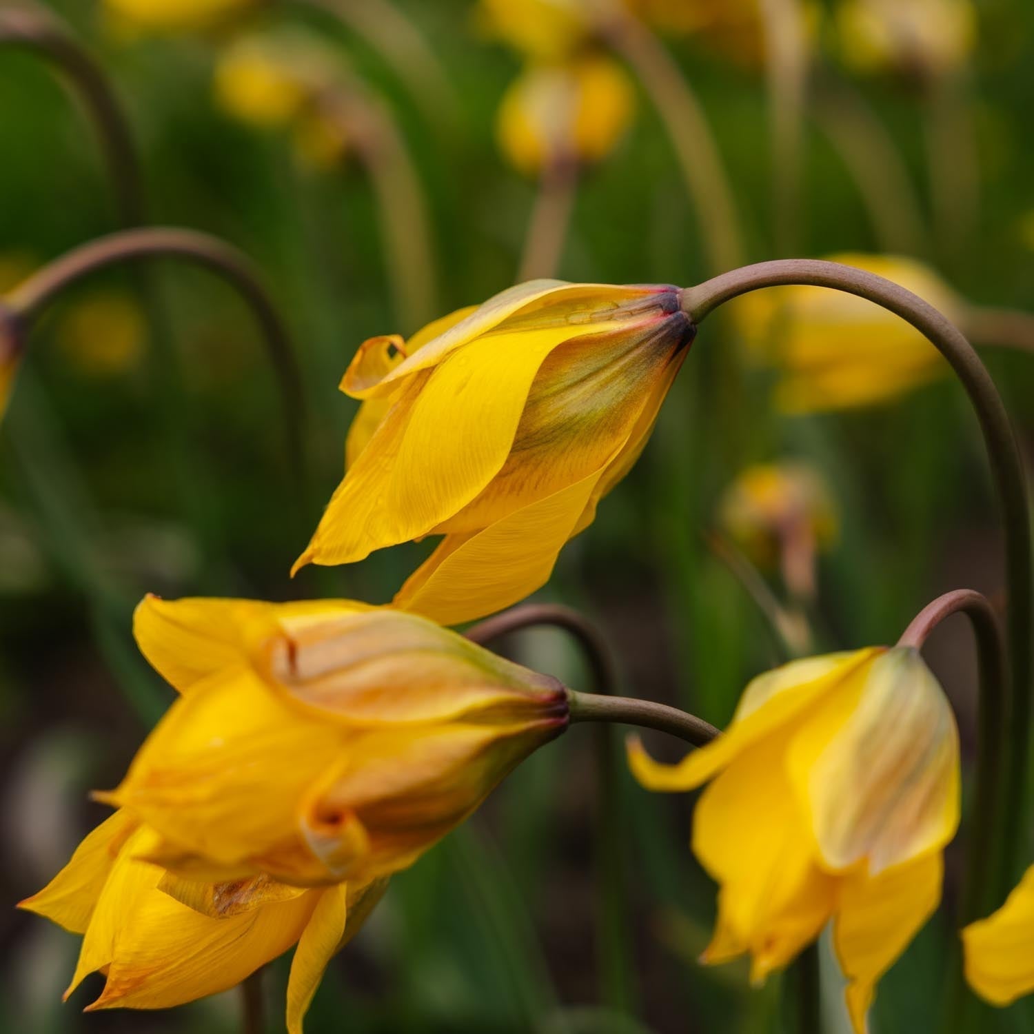 Tulp 'Sylvestris'