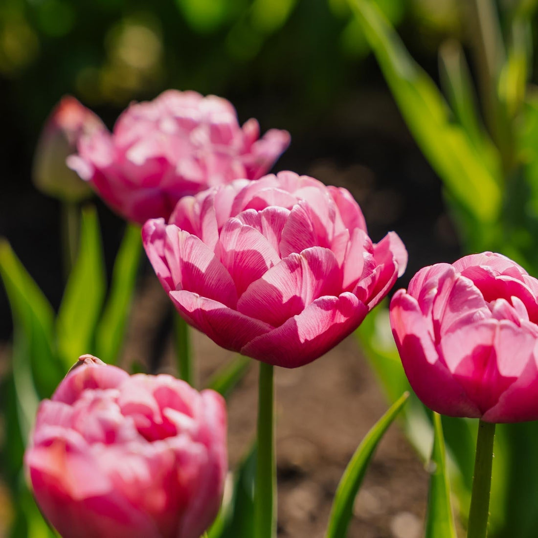 Tulp 'Tabledance'