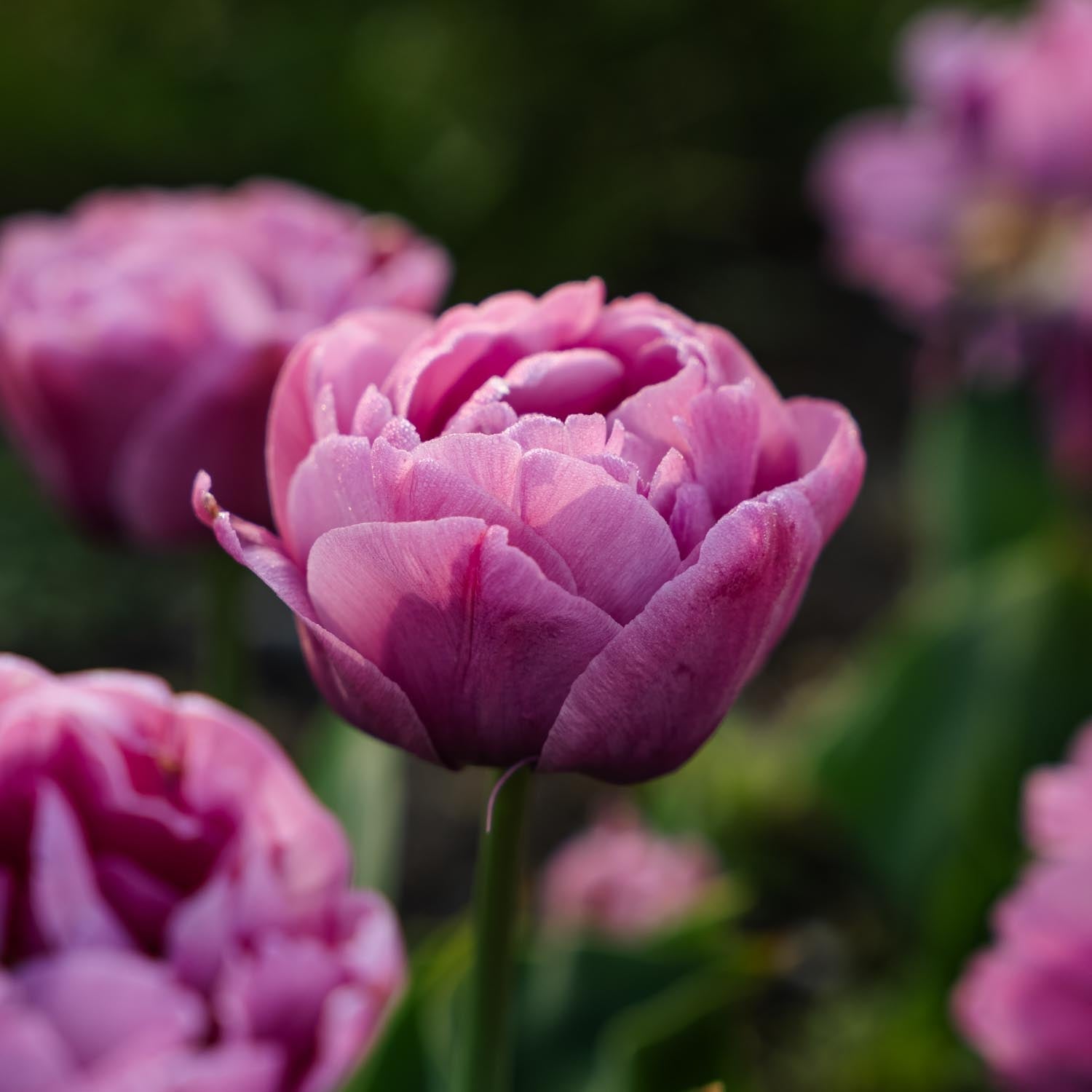 Tulp 'Tabledance'
