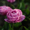 Tulp 'Tabledance'