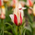 Tulp 'Tarafta'