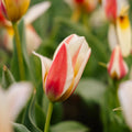 Tulp 'Tarafta'
