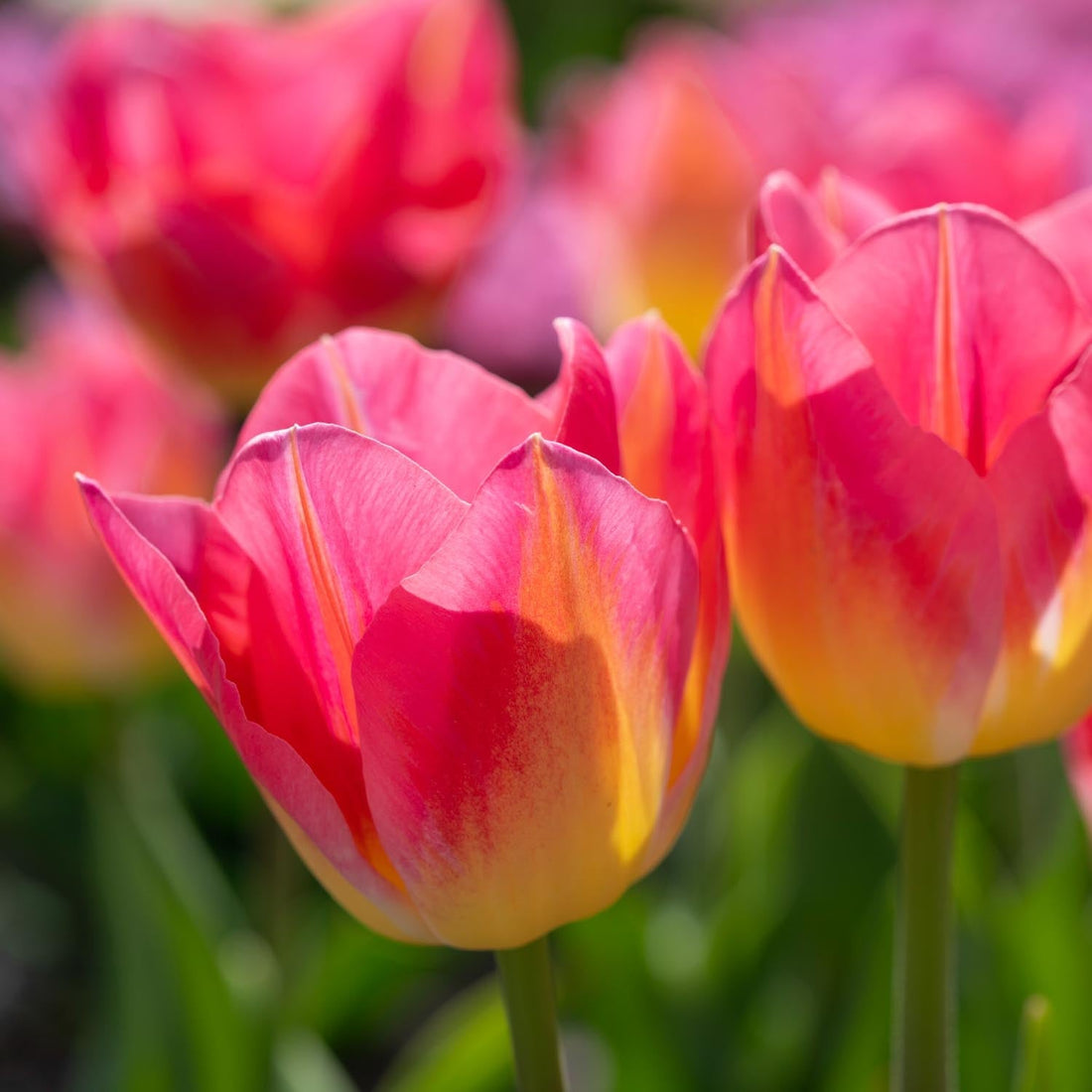 Tulp 'Tom Pouce'