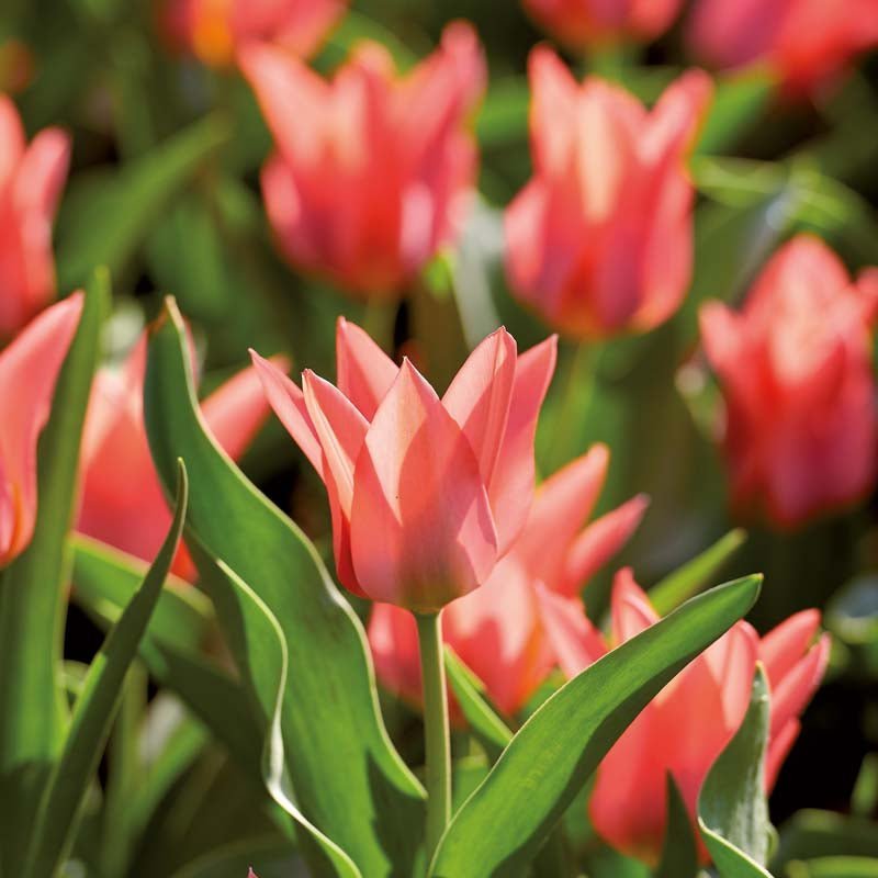 Tulp 'Toronto'