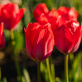 Tulp 'Van Eijk'