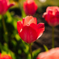 Tulp 'Van Eijk'