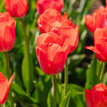 Tulp 'Van Eijk'