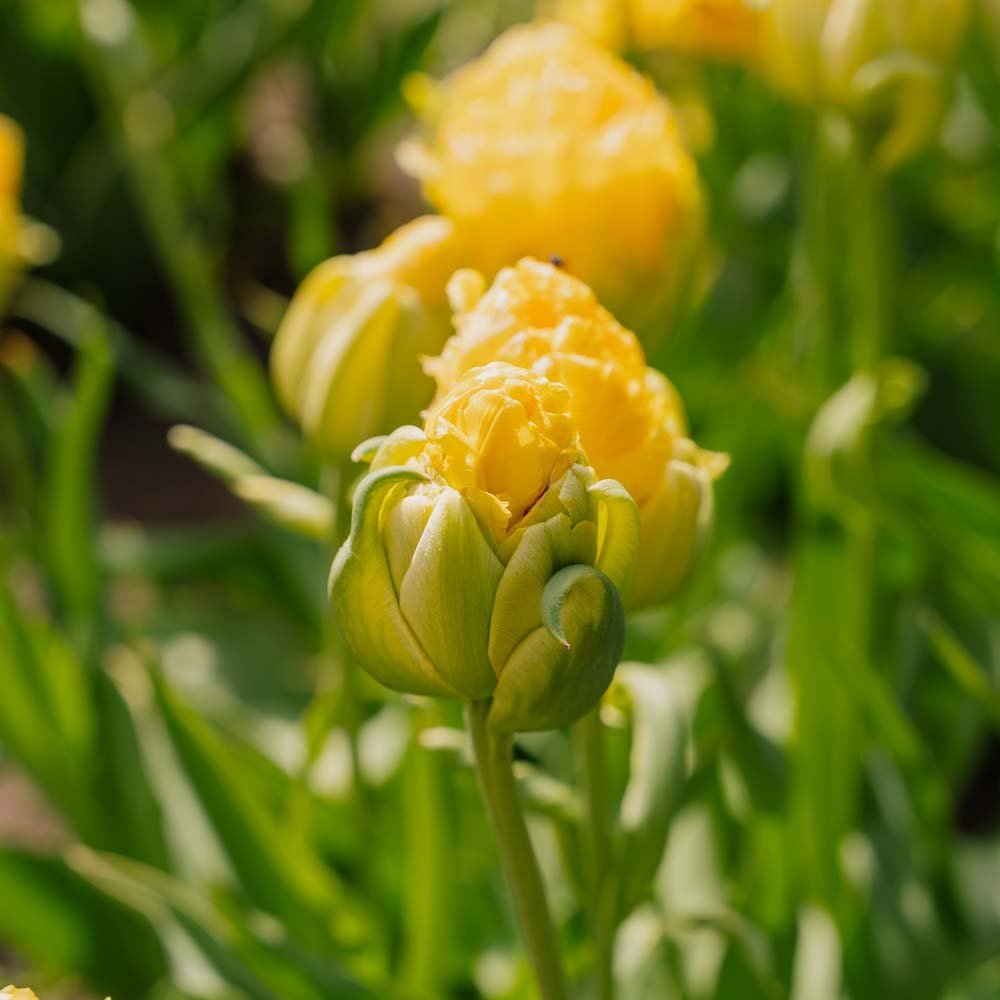 Tulp 'Vanille Coup'