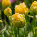 Tulp 'Vanille Coup'