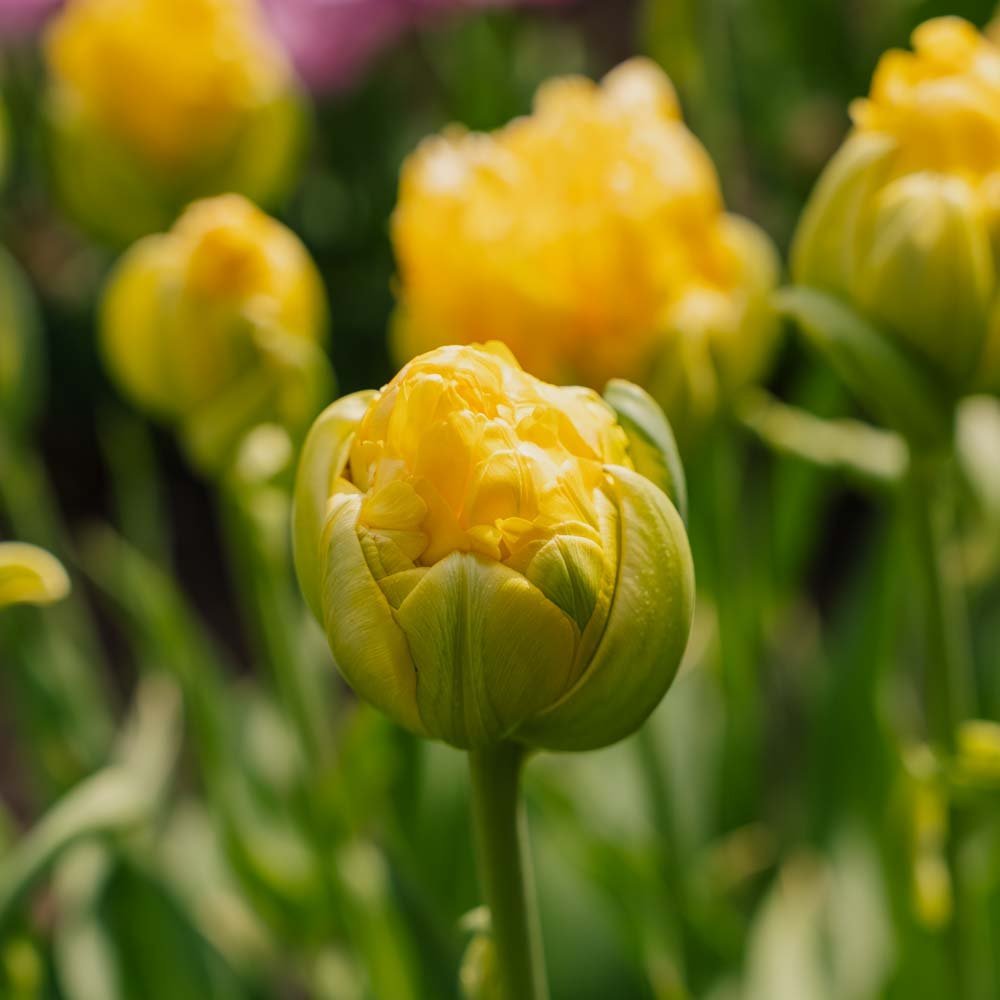 Tulp 'Vanille Coup'