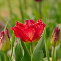 Tulp 'Versaci'