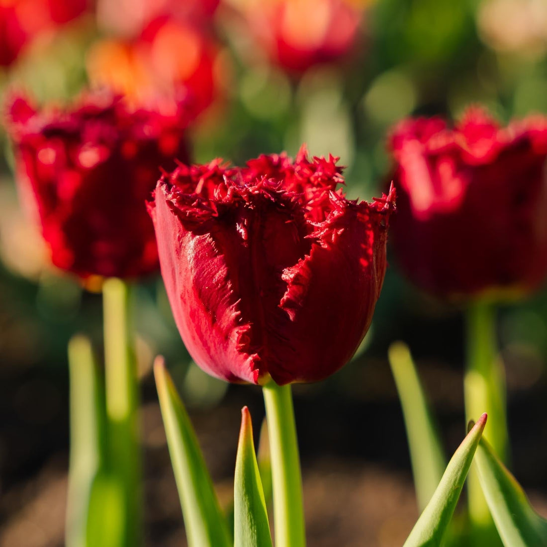 Tulp 'Versaci'