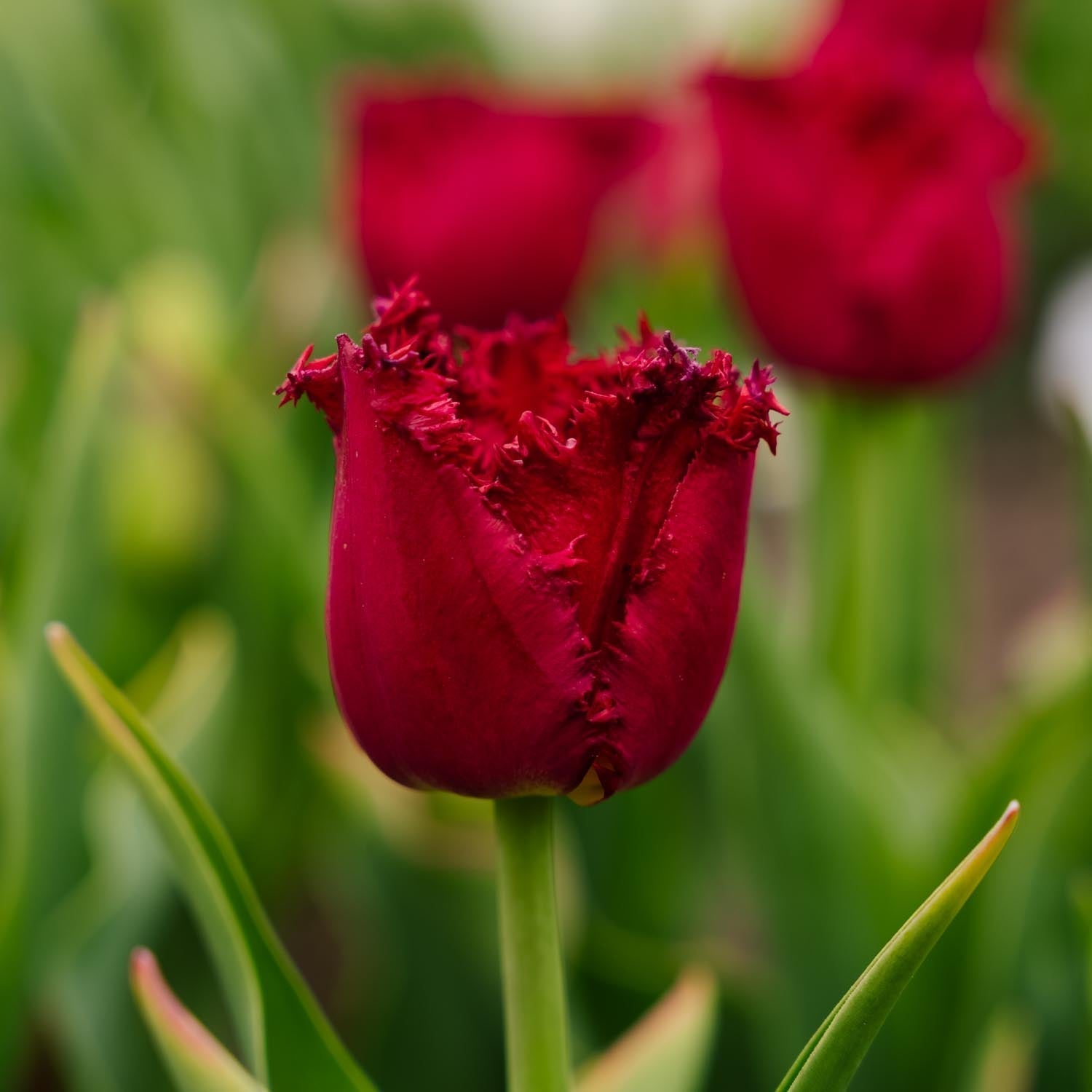 Tulp 'Versaci'