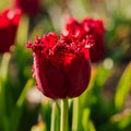 Tulp 'Versaci'