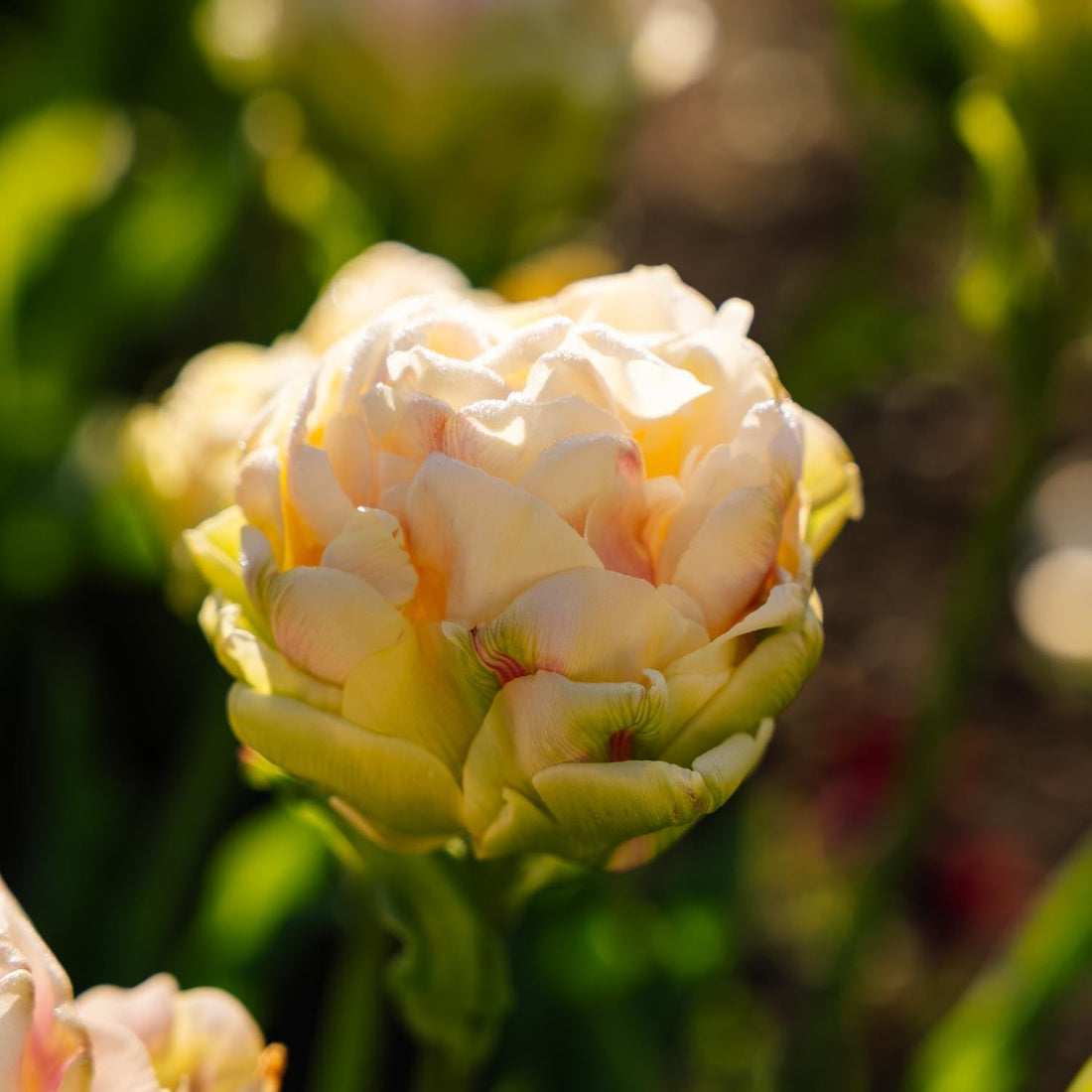 Tulp 'Wedding Dream'