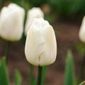 Tulp 'White Flag'
