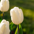 Tulp 'White Flag'