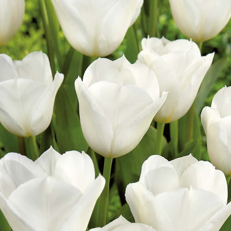 Tulp 'White Flag'