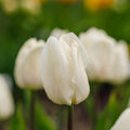 Tulp 'White Prince'