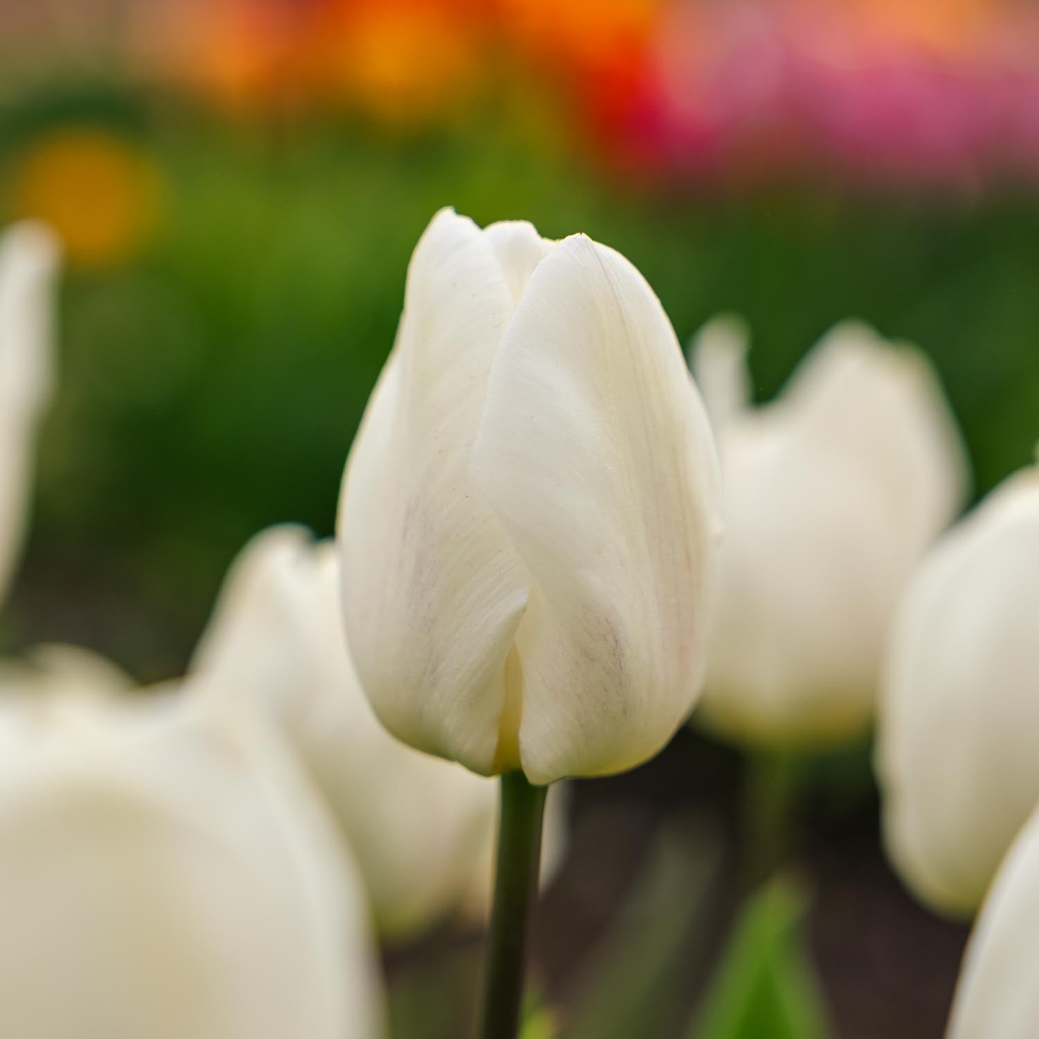 Tulp 'White Prince'